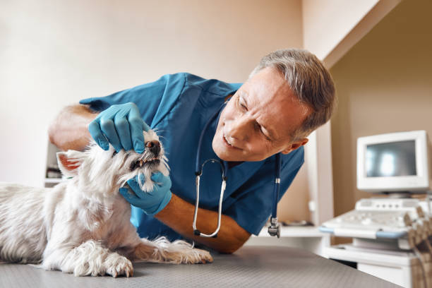 Best Emergency Treatment for Toothache in Chatsworth, GA